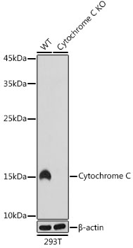 Cytochrome C Rabbit monoclonal antibody