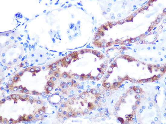 Cytochrome C Rabbit monoclonal antibody