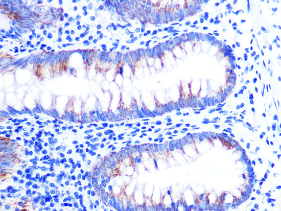 Cytochrome C Rabbit monoclonal antibody