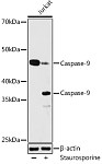 Western blot - Caspase-9 Rabbit mAb (A4919)