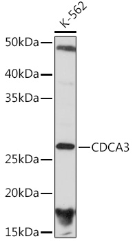 CDCA3 Rabbit monoclonal antibody
