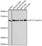 Western blot - 14-3-3 epsilon Rabbit mAb (A4933)
