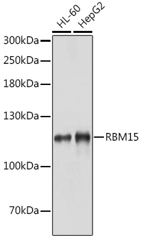 RBM15 Rabbit polyclonal antibody