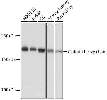 Clathrin heavy chain Rabbit monoclonal antibody