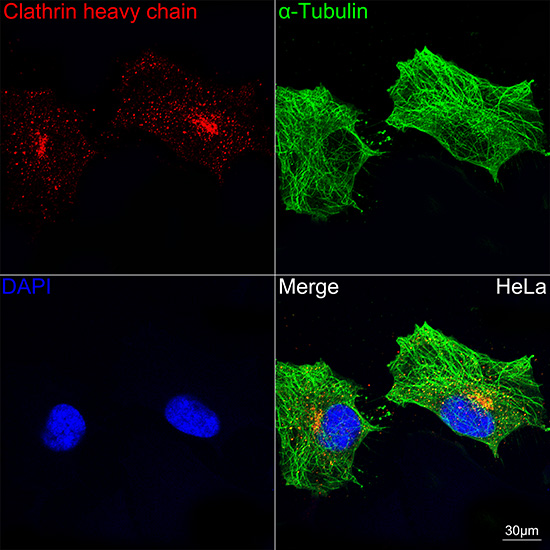 Clathrin heavy chain Rabbit monoclonal antibody