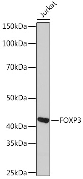 FOXP3 Rabbit monoclonal antibody