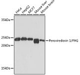 Western blot - Peroxiredoxin 1/PAG Rabbit mAb (A4956)