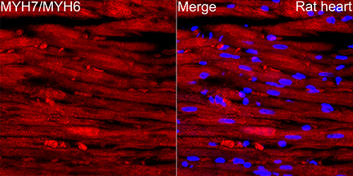 Myosin heavy chain Rabbit monoclonal antibody