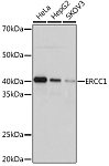 Western blot - ERCC1 Rabbit mAb (A4971)