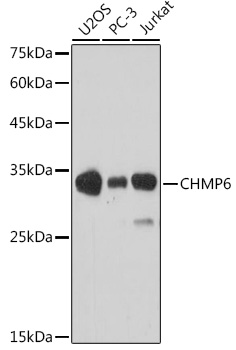 CHMP6 Rabbit polyclonal antibody