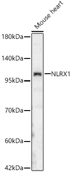 NLRX1 Rabbit polyclonal antibody