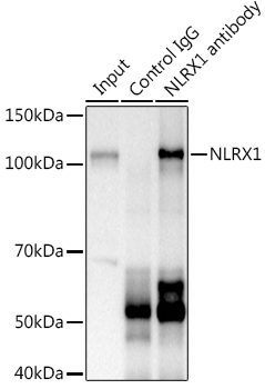 NLRX1 Rabbit polyclonal antibody