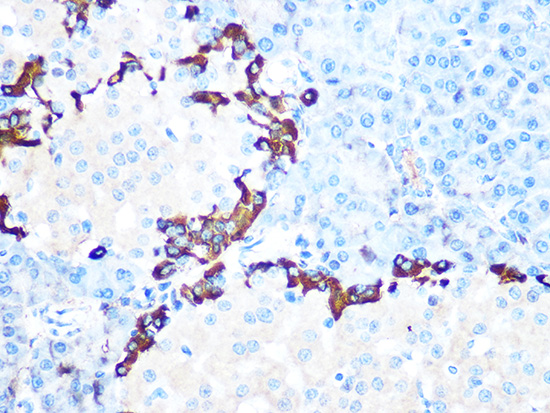 GLP-1 Rabbit monoclonal antibody
