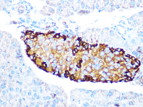 GLP-1 Rabbit monoclonal antibody