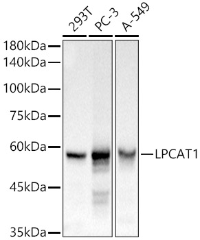 LPCAT1 Rabbit polyclonal antibody