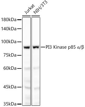 PI3 Kinase p85 alpha Rabbit monoclonal antibody