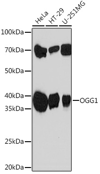 OGG1 Rabbit monoclonal antibody