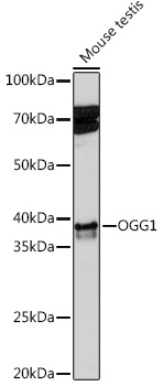OGG1 Rabbit monoclonal antibody