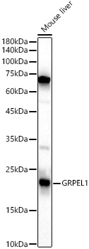 GRPEL1 Rabbit polyclonal antibody