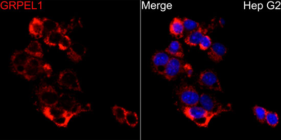 GRPEL1 Rabbit polyclonal antibody