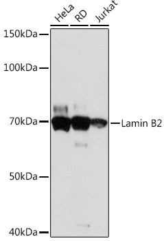 Lamin B2 Rabbit monoclonal antibody