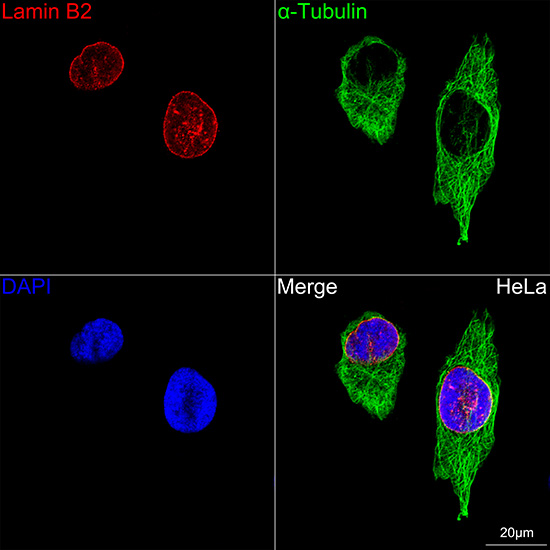 Lamin B2 Rabbit monoclonal antibody
