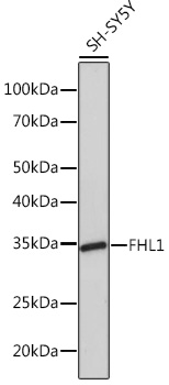 FHL1 Rabbit monoclonal antibody