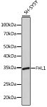 Western blot - FHL1 Rabbit mAb (A5018)