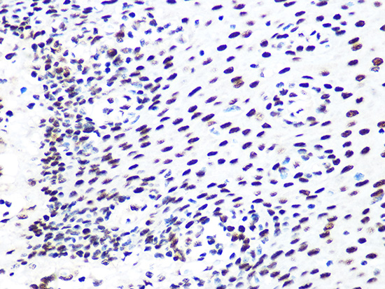 DDB1 Rabbit monoclonal antibody