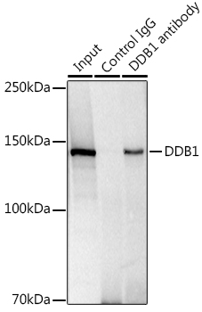 DDB1 Rabbit monoclonal antibody