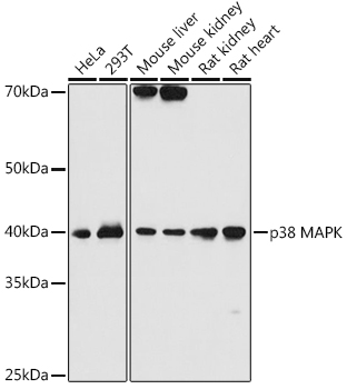 p38 MAPK Rabbit monoclonal antibody