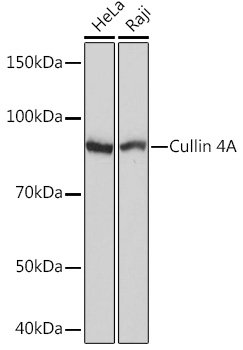 Cullin 4A Rabbit monoclonal antibody