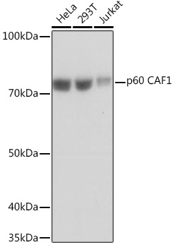 p60 CAF1 Rabbit monoclonal antibody
