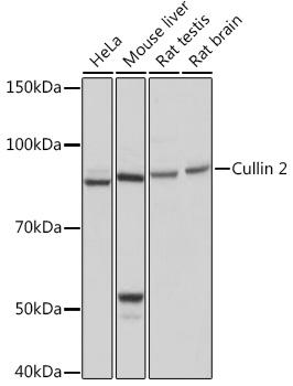 Cullin 2 Rabbit monoclonal antibody