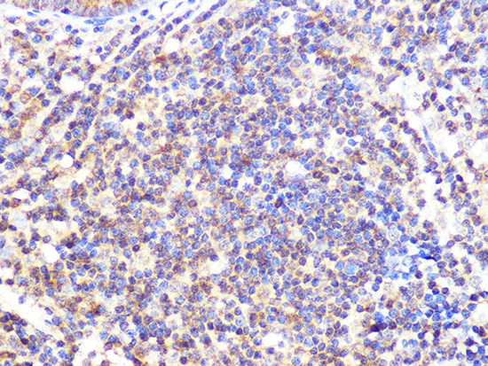 Cullin 2 Rabbit monoclonal antibody