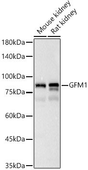 GFM1 Rabbit polyclonal antibody