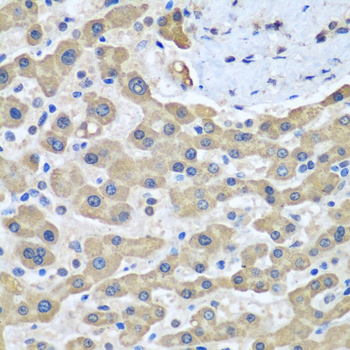 GFM1 Rabbit polyclonal antibody