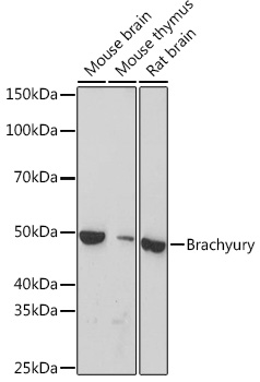 Brachyury Rabbit monoclonal antibody