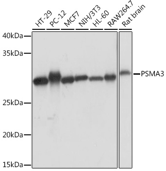 PSMA3 Rabbit monoclonal antibody