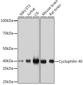 Cyclophilin 40 Rabbit monoclonal antibody