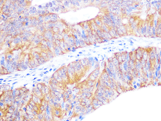 Cyclophilin 40 Rabbit monoclonal antibody