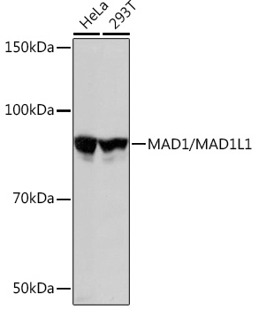 MAD1/MAD1L1 Rabbit monoclonal antibody