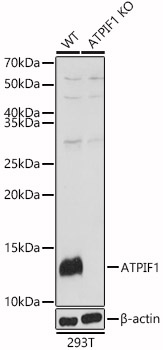 [KO Validated] ATPIF1 Rabbit polyclonal antibody