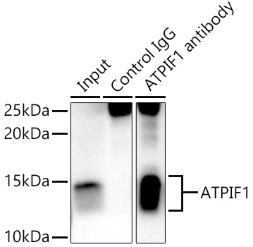 [KO Validated] ATPIF1 Rabbit polyclonal antibody