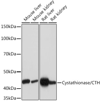 Cystathionase/CTH Rabbit mAb
