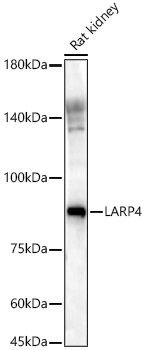 LARP4 Rabbit polyclonal antibody