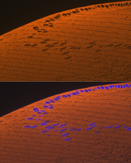 CRYAA Rabbit monoclonal antibody