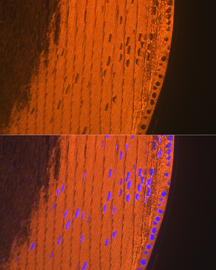 CRYAA Rabbit monoclonal antibody