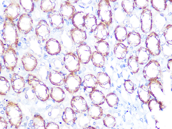 ATP1B1 Rabbit monoclonal antibody