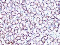 Western blot - ATP1B1 Rabbit mAb (A5113)